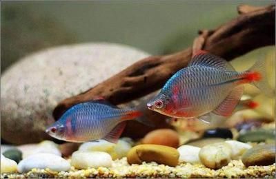 北方有什么原生觀賞魚品種（北方地區(qū)的原生觀賞魚品種和原生觀賞魚的定義和種類） 北方有什么原生觀賞魚品種（北方地區(qū)的原生觀賞魚品種和原生觀賞魚的定義和種類） 新加坡三巴旺 第4張