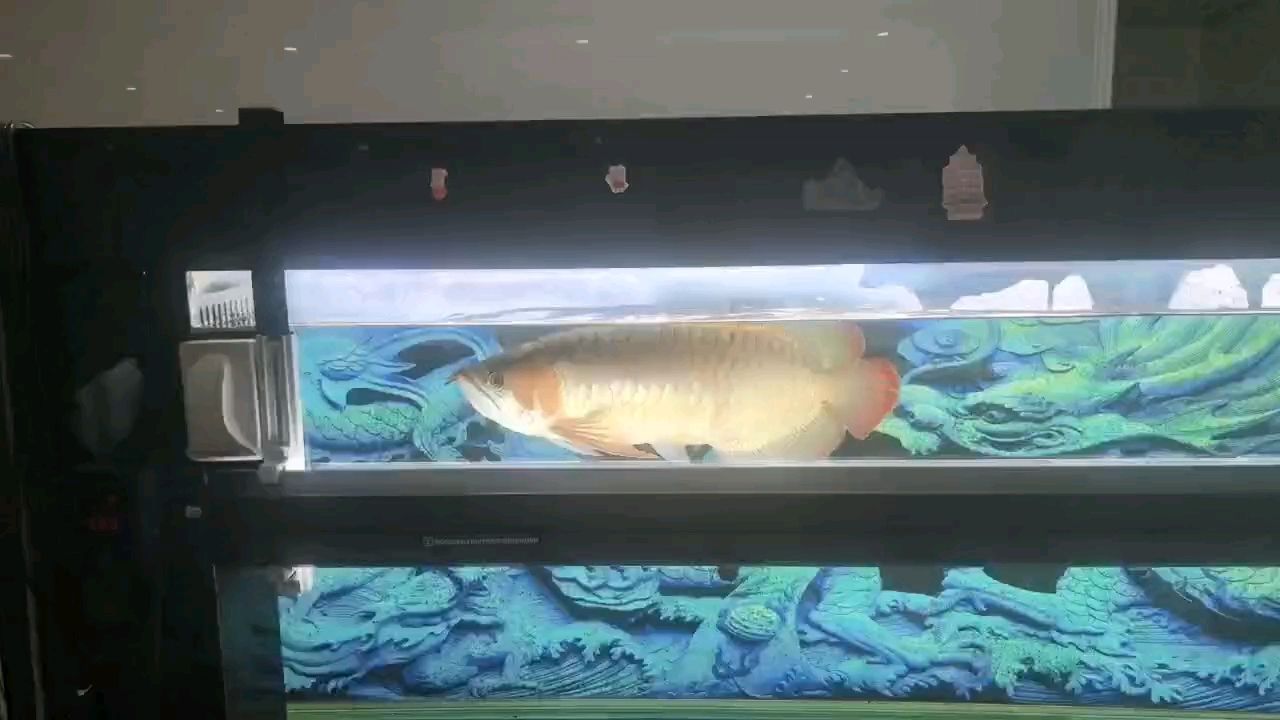 紅龍發色