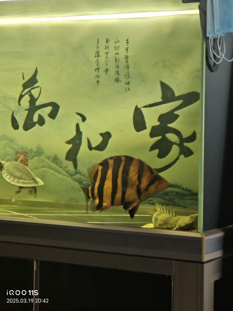 這條虎魚怎么樣，說下優(yōu)缺點(diǎn)。