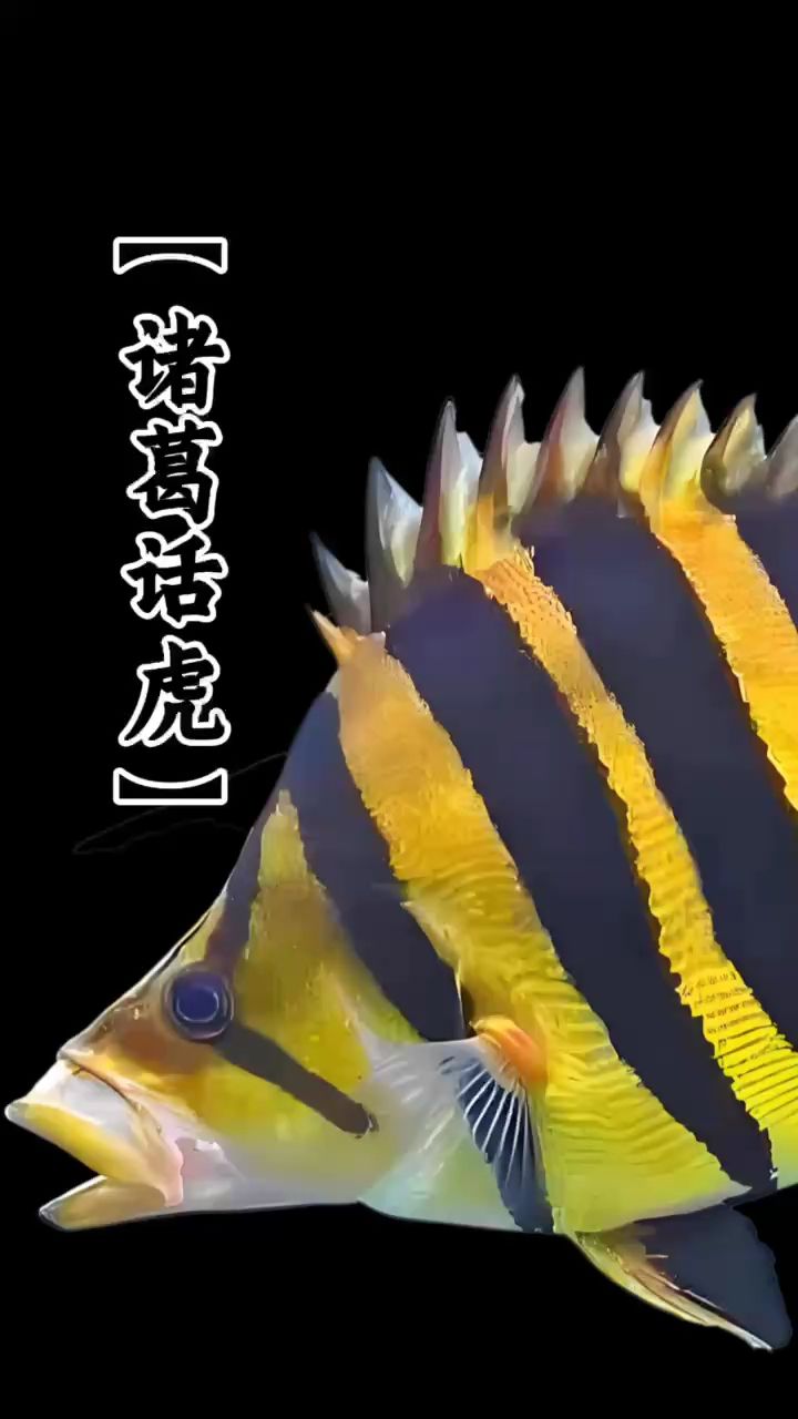 難道四紋虎都叫蘇虎嗎？