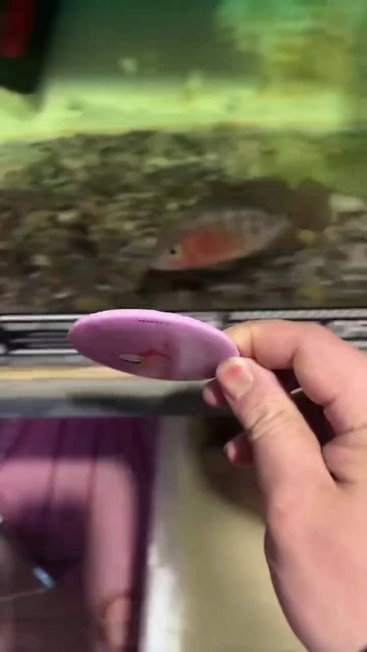 小亞馬