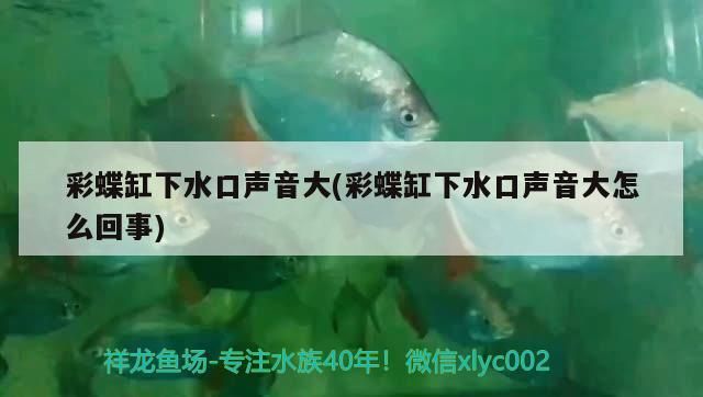 彩蝶缸下水口聲音大(彩蝶缸下水口聲音大怎么回事)