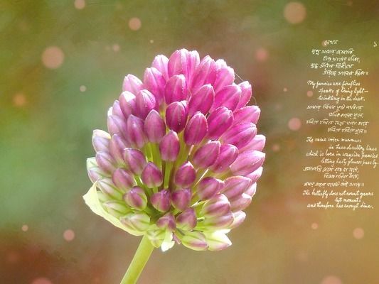 那曲觀賞魚市場建檔赤元素珍品