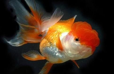 仟湖魚糧:仟魚水族產品公司是哪的 仟湖魚糧:仟魚水族產品公司是哪的 仟湖
