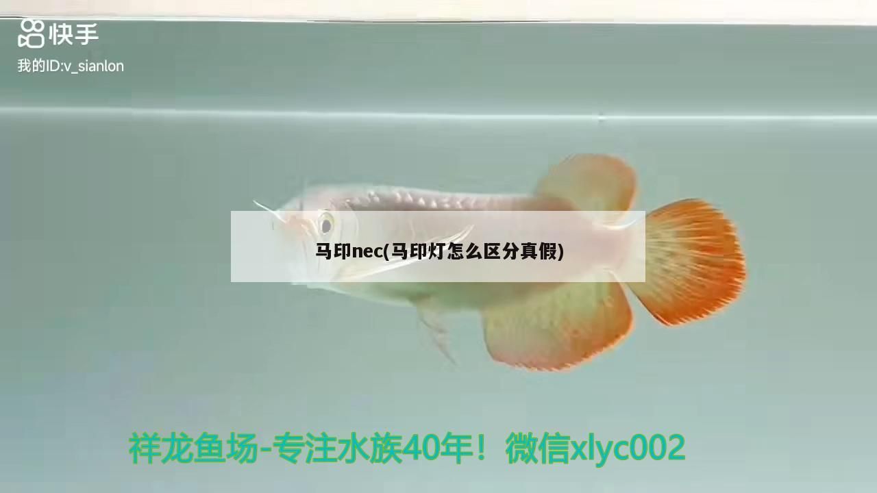 馬印nec(馬印燈怎么區分真假)