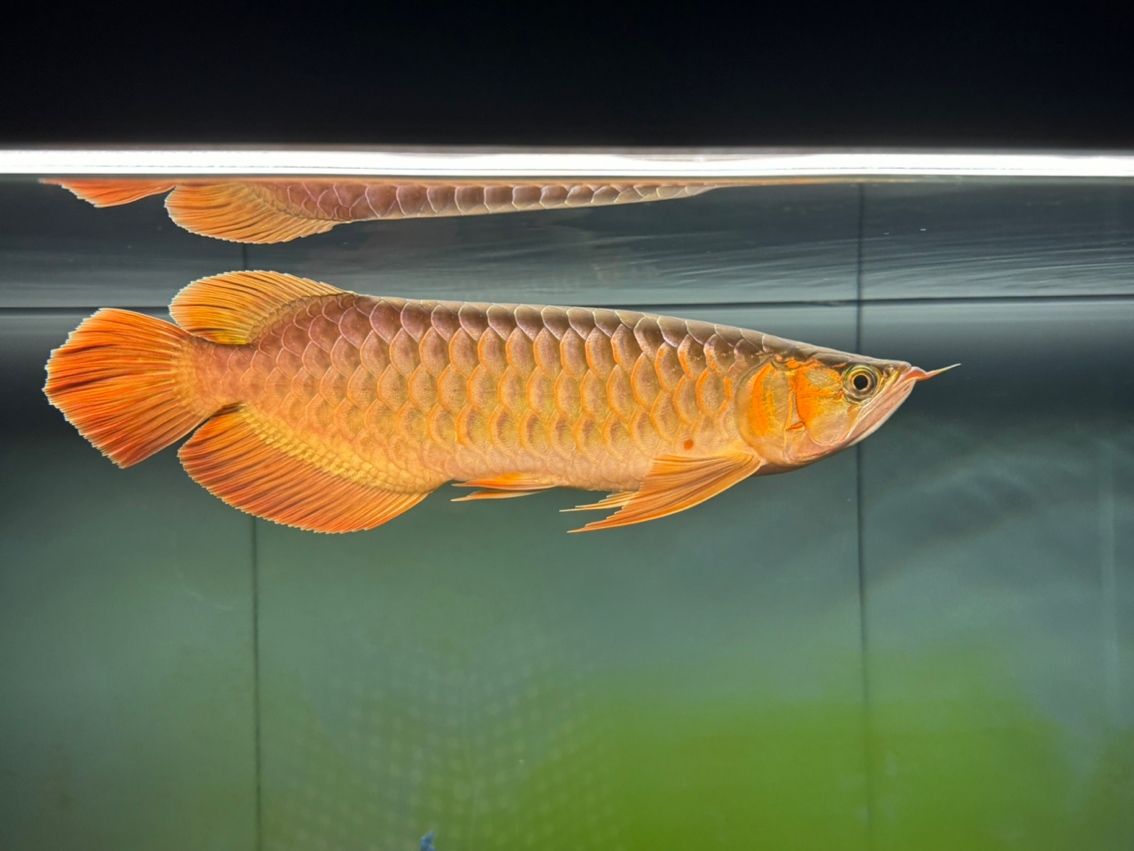 8個月，41cm