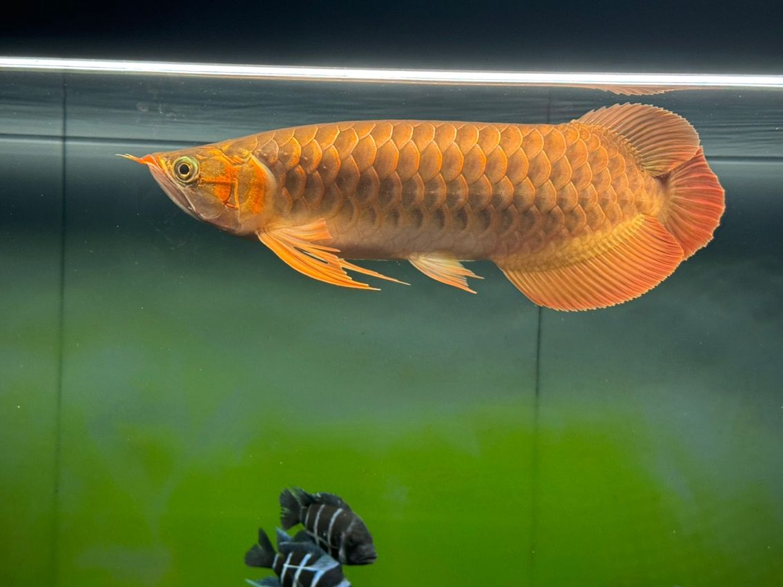8個月，41cm