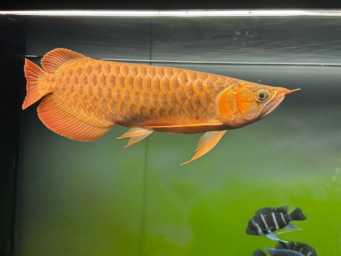 8個月，41cm