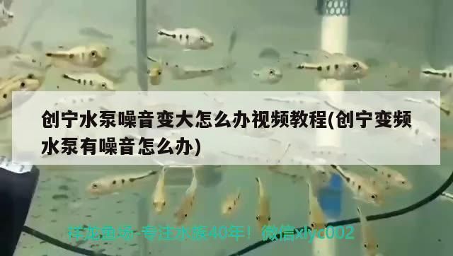 魚缸什么溫度用加熱棒最好，祥龍魚缸什么溫度用加熱棒最好
