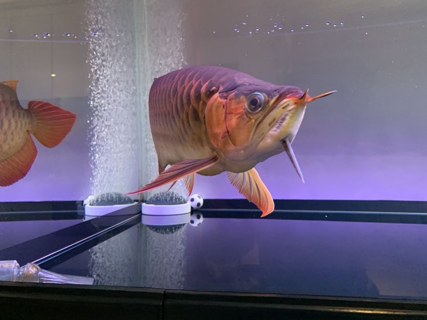 紅龍幼魚的價格是多少？，紅龍幼魚入門，紅龍幼魚多少錢，養(yǎng)殖銀龍魚的注意事項