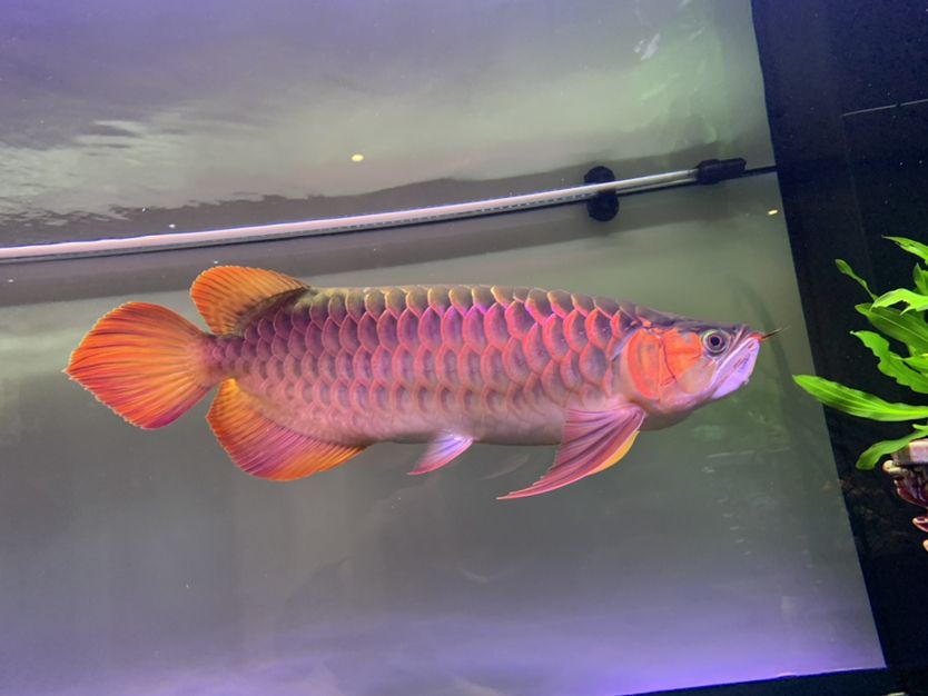 這嘴饞?缸里z有片片注意?
