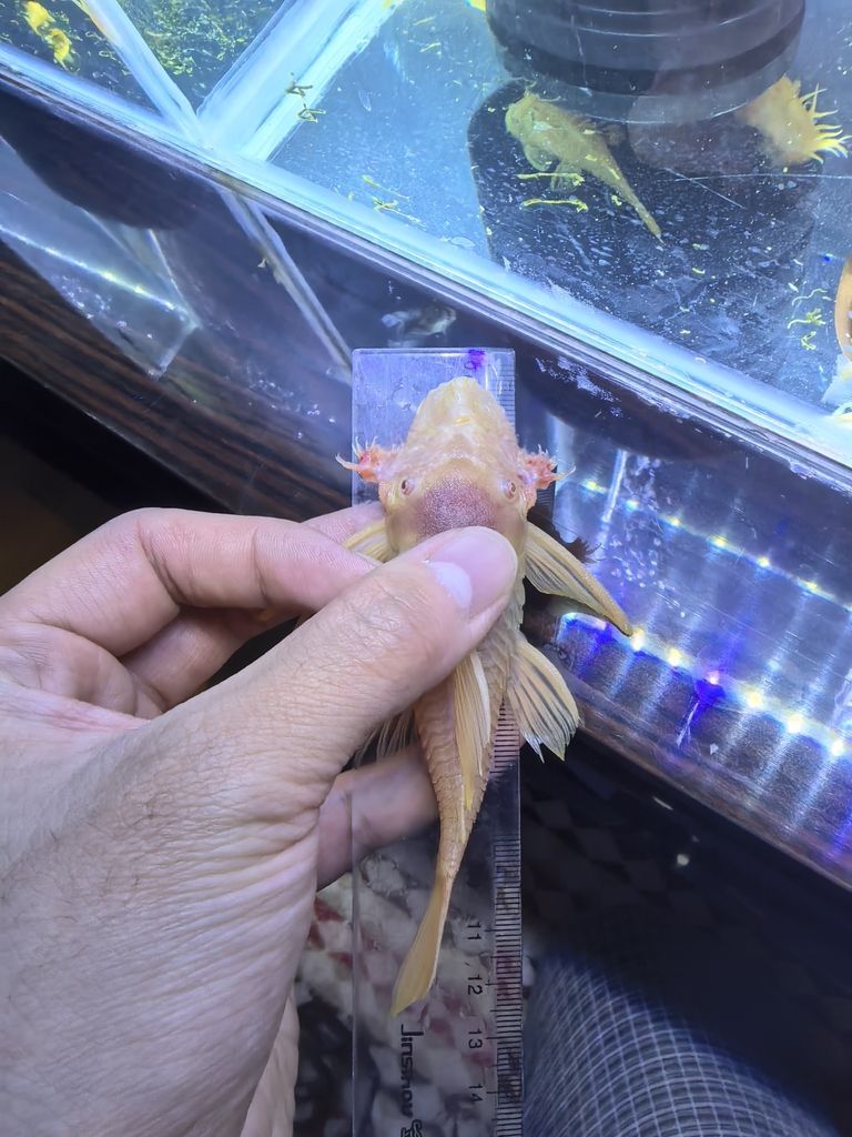 黃金胡子苗子，種魚，5+333
