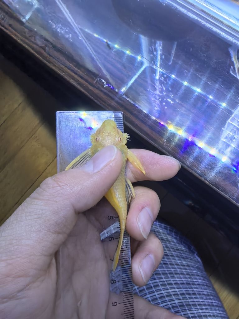黃金胡子苗子，種魚，5+333