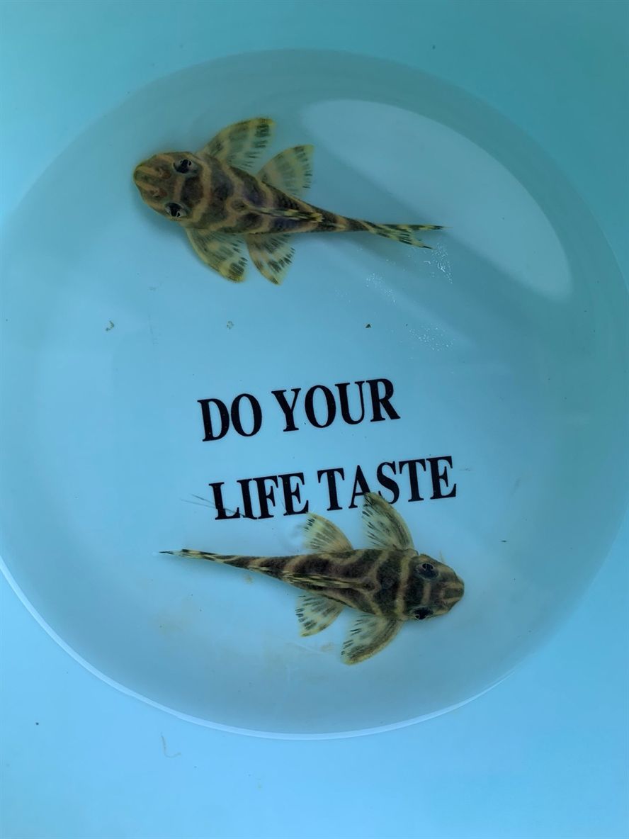 黃金胡子苗子，種魚，5+333