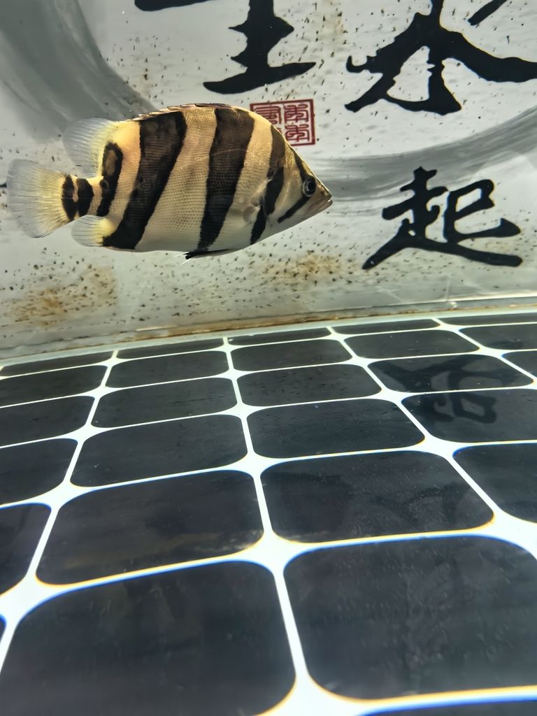這種還值得培養(yǎng)嗎