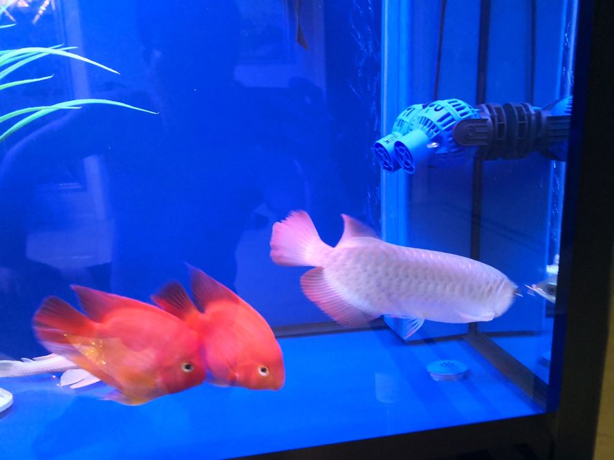 放棄高背果斷入手仟湖辣椒紅龍魚 放棄高背果斷入手仟湖辣椒紅龍魚 仟湖 第1張