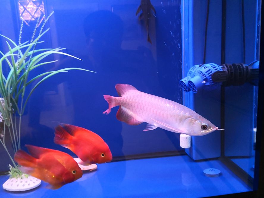 放棄高背果斷入手仟湖辣椒紅龍魚 放棄高背果斷入手仟湖辣椒紅龍魚 仟湖 第4張