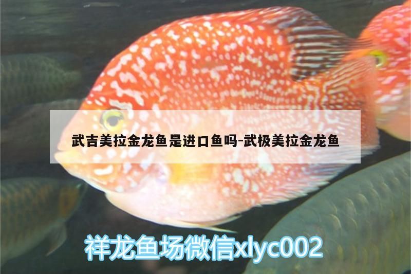武吉美拉金龍魚是進口魚嗎:武極美拉金龍魚
