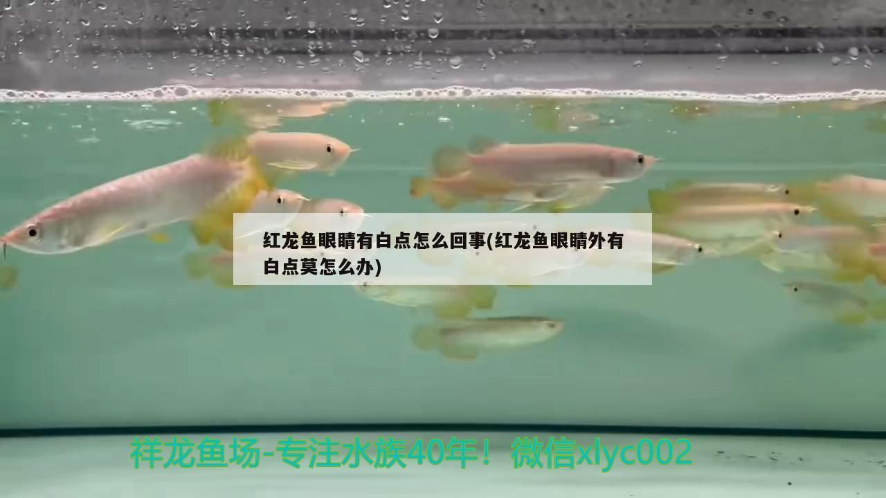 紅龍魚眼睛有白點怎么回事(紅龍魚眼睛外有白點莫怎么辦)