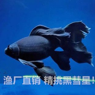 50公分短身蝴蝶魚價格（50公分短身蝴蝶鯉價格）