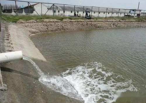 魚頭燒湯怎么燒？教你做出鮮美濃郁的魚頭湯