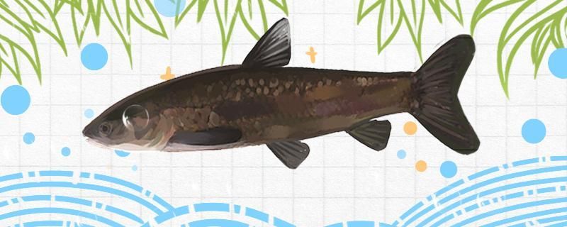 龍魚元寶鳳凰混養(yǎng)還能養(yǎng)點(diǎn)啥魚（龍魚元寶鳳凰混養(yǎng)還能養(yǎng)點(diǎn)啥魚呢）