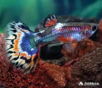 觀賞魚顏色（觀賞魚的顏色豐富多彩是因為它們的皮膚中含有多種色素）