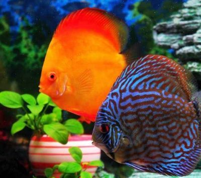 觀賞魚顏色（觀賞魚的顏色豐富多彩是因為它們的皮膚中含有多種色素）