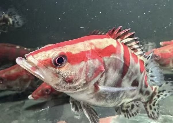 紅紋鱖魚(yú) | 水中的火焰，游動(dòng)的藝術(shù)品