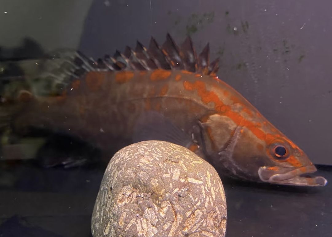 紅紋鱖魚(yú) | 水中的火焰，游動(dòng)的藝術(shù)品