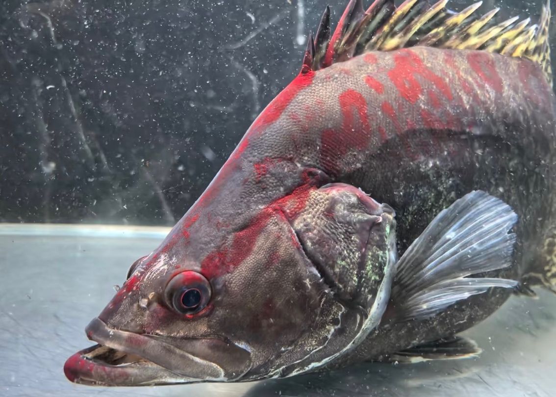 紅紋鱖魚 | 水中的火焰，游動的藝術品