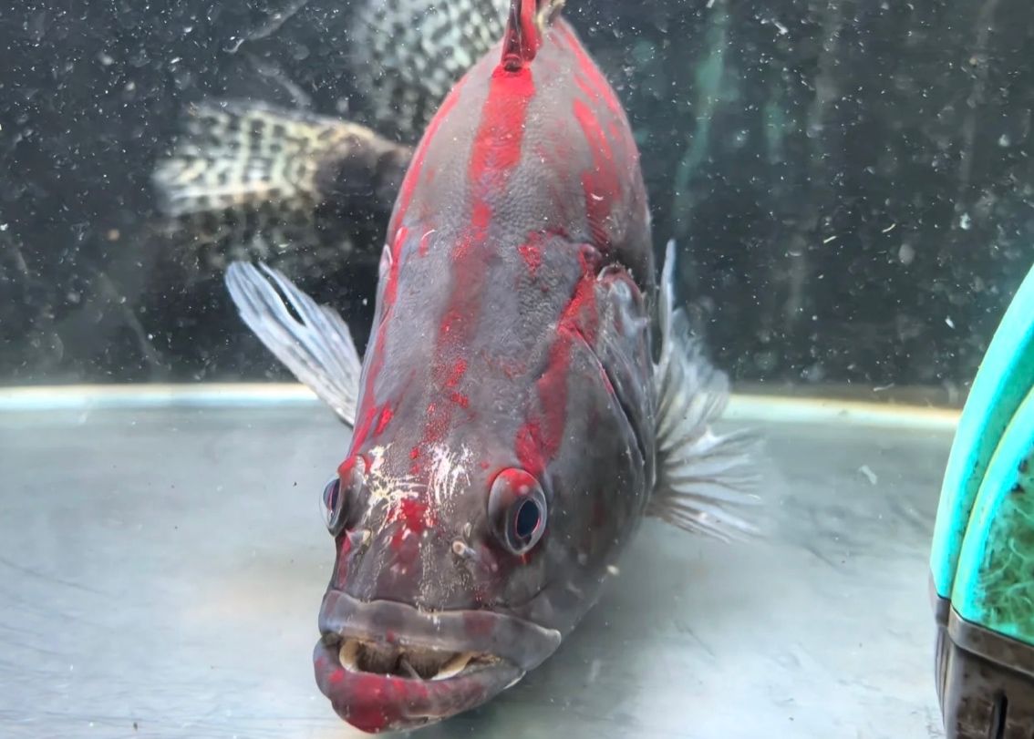 紅紋鱖魚 | 水中的火焰，游動的藝術品