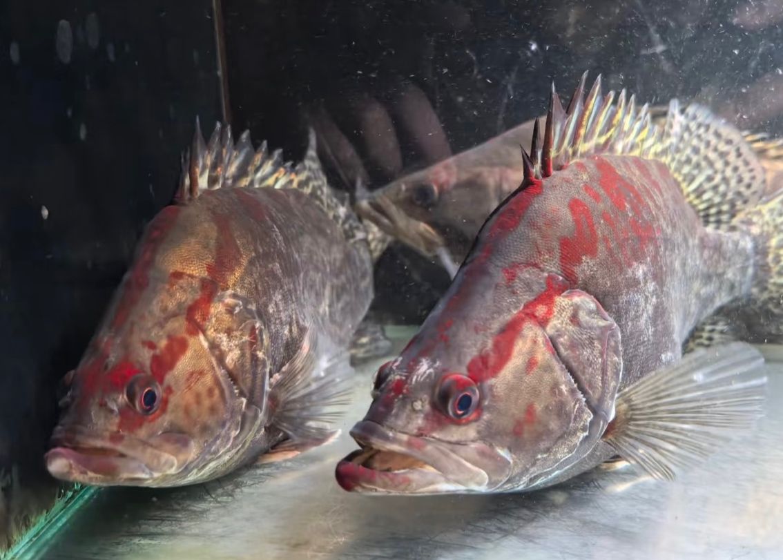 紅紋鱖魚 | 水中的火焰，游動的藝術品