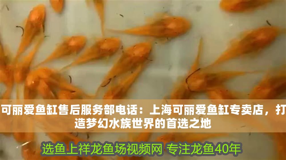 可麗愛(ài)魚(yú)缸售后服務(wù)部電話：上海可麗愛(ài)魚(yú)缸專賣店，打造夢(mèng)幻水族世界的首選之地