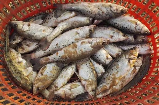 魚頭的朝向有什么講究？從風水到餐桌禮儀的全面解析