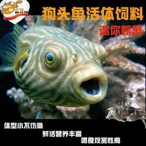 吉印原生魚燈和吉印刀鋒s哪個好吉印刀鋒x和s哪個好