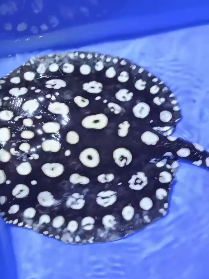 珠海市斗門區井岸鎮龍源水族店 珠海市斗門區井岸鎮龍源水族店 全國水族館企業名錄 第2張