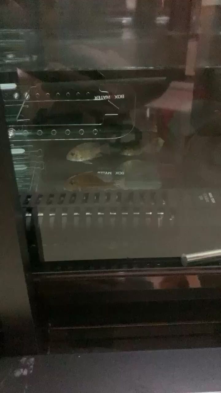 青龍魚和金龍魚的區別，青龍魚和金龍魚的營養價值 青龍魚和金龍魚的區別，青龍魚和金龍魚的營養價值 觀賞魚百科 第2張