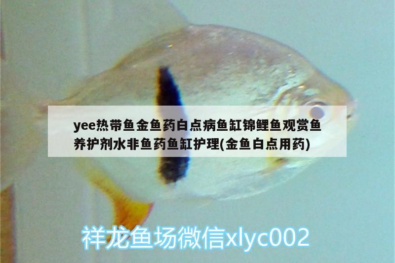 yee熱帶魚金魚藥白點病魚缸錦鯉魚觀賞魚養護劑水非魚藥魚缸護理(金魚白點用藥)