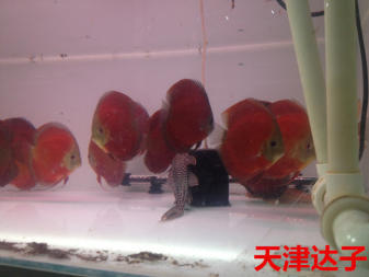 魚頭朝向入戶門還是屋里，家居風水與實用擺放的深度解析