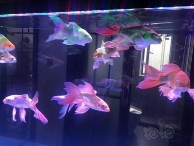 蝴蝶鯉魚缸燈怎么配色（如何選擇魚缸燈？）