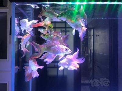 蝴蝶鯉魚缸燈怎么配色（如何選擇魚缸燈？）