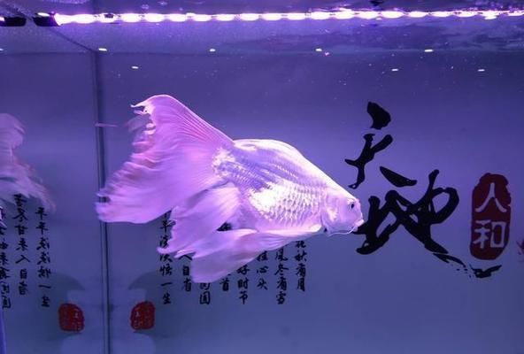 短身蝴蝶鯉120cm照片（短身蝴蝶鯉能達到120厘米的體型）