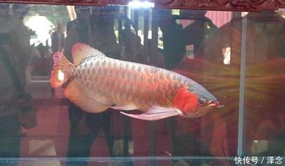 龍魚(yú)吃了大白片怎么辦？vs祥龍魚(yú)場(chǎng)：龍魚(yú)吃了大白片怎么辦