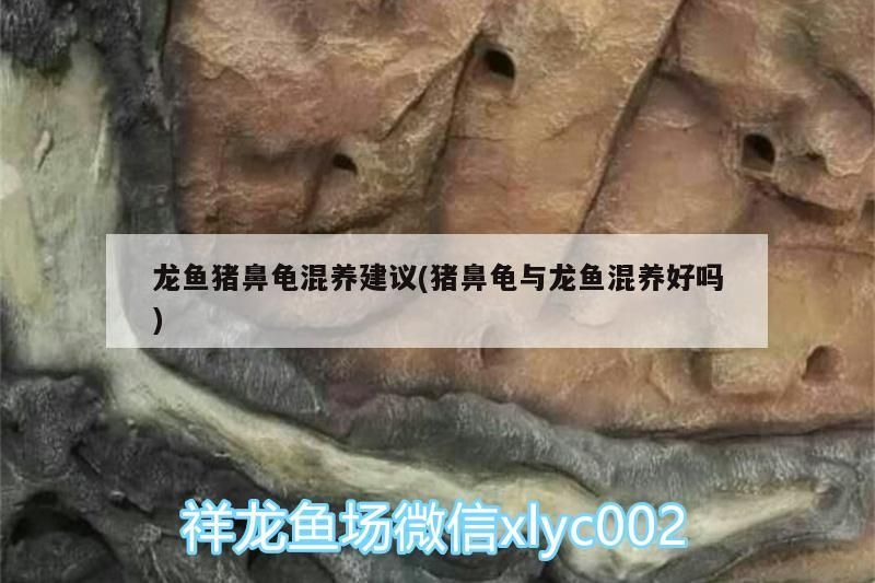 龍魚豬鼻龜混養建議(豬鼻龜與龍魚混養好嗎)
