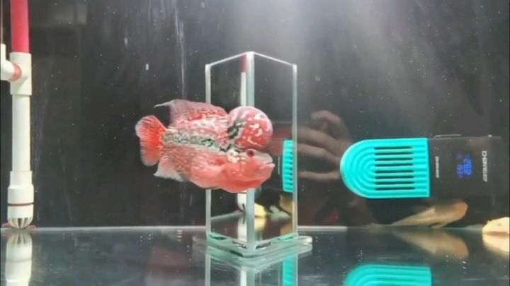 小家伙似乎知道我在拍它