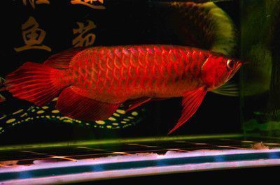 紅龍魚撞缸掉鱗怎么辦vs祥龍魚場：紅龍魚撞缸掉鱗原因分析 紅龍魚撞缸掉鱗怎么辦vs祥龍魚場：紅龍魚撞缸掉鱗原因分析 vs祥龍魚場 第4張