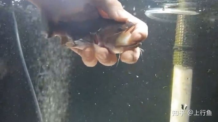 大嘴鯨魚有多可怕（大嘴鯨的生物學特性）