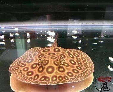 白紋黑帝魟魚好養嗎：白紋黑帝魟魚的飼養難度取決于飼養者的經驗和技巧