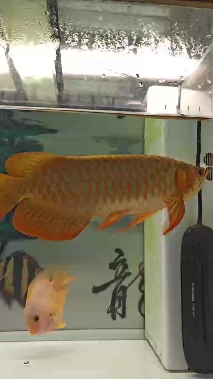 重新上岸，如何